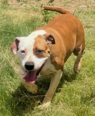 Brown Subaru and Gracie’s Project: Driving Love for Pets in Amarillo