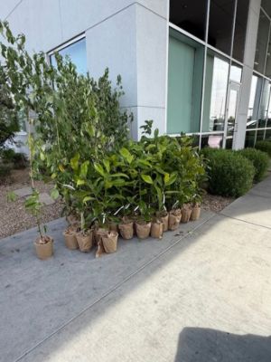 Planting for the Future