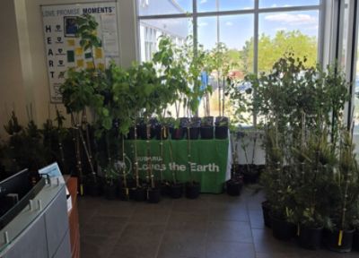 Taking Root