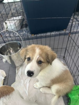 Find Your Fur-Ever Friend at Faulkner Subaru's Adoption Day with Homeward Bound Animal Rescue 