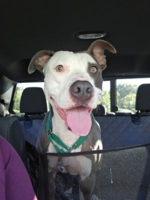 47 Big Dogs Find New Homes - Including Athena!