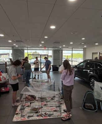 A Purr-fect Day with Windsor Kittens at Williams Subaru