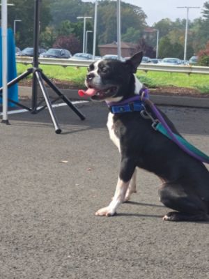 Fur-ever homes for pets at Second Chance