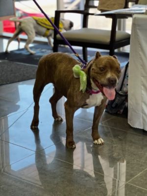 Subaru Loves Pets Event with Little Shelter
