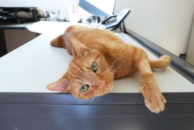 A Partnership That Changes Lives—One Pet at a Time