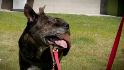 Tucson Subaru Continues Monthly Support for Adoptable Pets with KVOA’s Pet of the Week