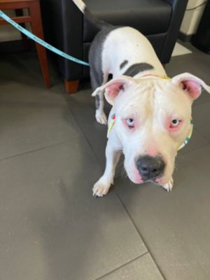 Another Successful Adoption Event