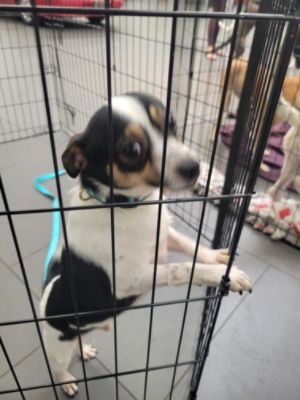 From Forgotten to Forever: Sunset Hills Subaru's Pet Adoption Day