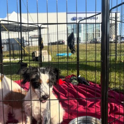 A Thousand Second Chances: Celebrating Our Biggest Milestone Yet!