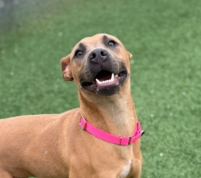 Midcoast Humane 