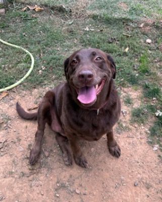 A Sweeter Life for Fudge, Thanks to Redding Subaru!
