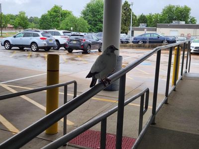 Lester Glenn Subaru Loves Pets - and all Animals!