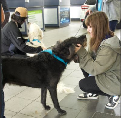 ROCKY MOUNTAIN THERAPY DOGS SPREAD LOVE AND COMFORT AT MARK MILLER SUBARU SOUTH TOWNE