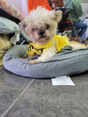 Little Shelter Animal Rescue and Adoption Center Share a Love Promise