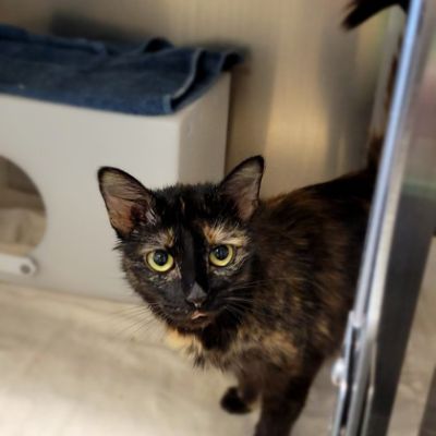 Sommer's Subaru Supports Animals in Need!