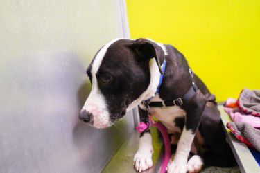 Van Subaru sponsors the "Subaru Loves Pets" Adoption Event at KC Pet Project 