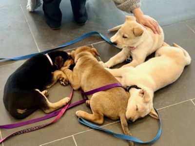 Dog Adoption Event!