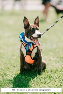 Wag On Inn Success Stories!