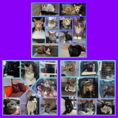 Snip&Clip, Drop&Chop, Spay and Neuter it Helps A LOT - Thanks to Anchor Subaru!