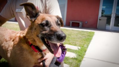 Helping the Right Pets Find the Right People