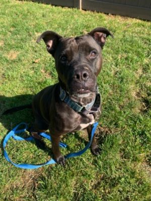 Chili's Tale of Hope