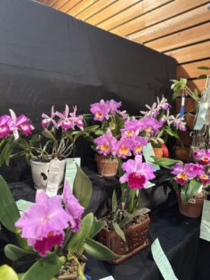 Subaru of Naples at the 2025 Orchid Show