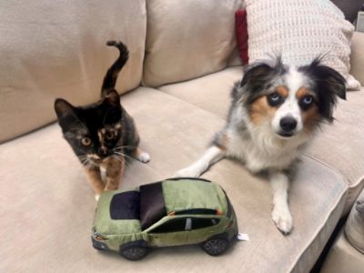 Lyra the Subie Kitty