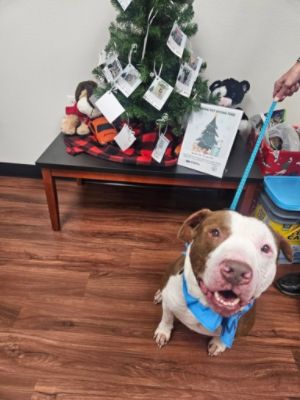 Journey Home Giving Tree