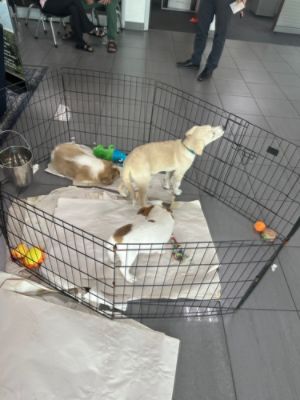 Find Your Fur-Ever Friend at Faulkner Subaru's Adoption Day with Homeward Bound Animal Rescue 