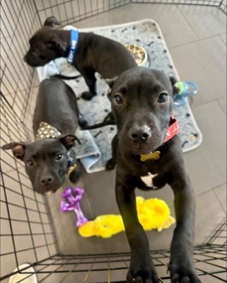 Renee's Rescues 🐾 Adoption Event