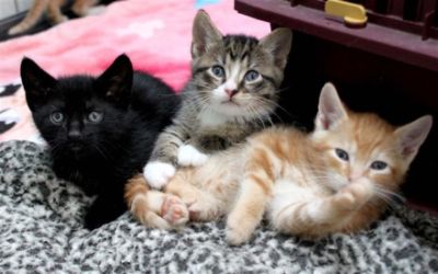 Thank you for helping Paws4ever save kittens!