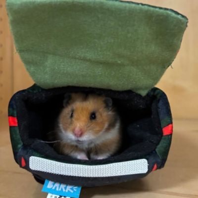 Subaru Loves Pets at Monadnock Humane Society!