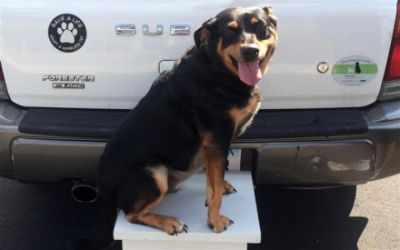 Make a Dog’s Day