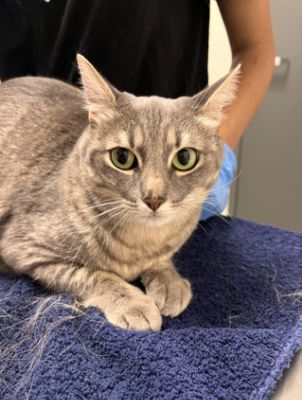 Subaru Loves Pets! Mowse the Cat