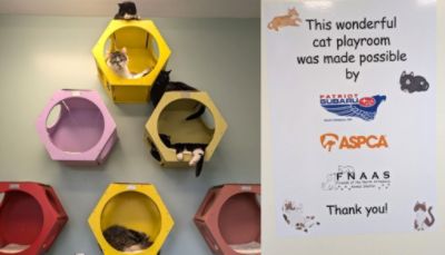 The Cat Wall