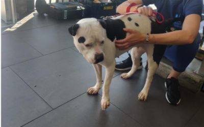 Subaru Sherman Oaks Pet Adoption