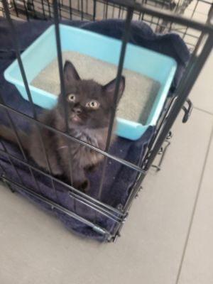 From Forgotten to Forever: Sunset Hills Subaru's Pet Adoption Day