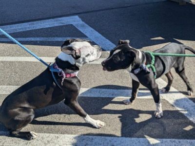 Busam Subaru Hosts Animal Humane Society for Pet Adoption Event!
