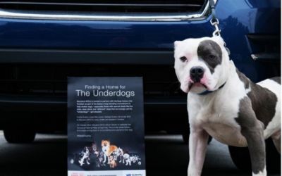 Subaru Helps Dog Find Forever Home!