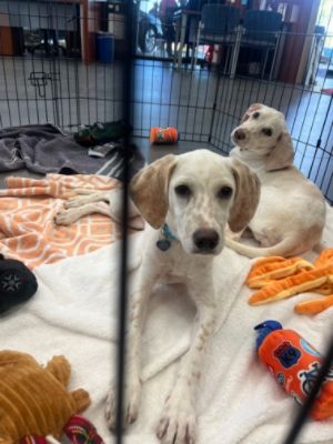 Subaru Pet Adoption Event