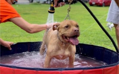 Charity Dog Wash