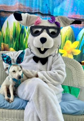 Photos with the Easter Bunny 