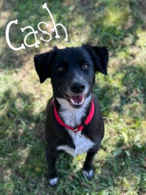 Cash's Adoption Day