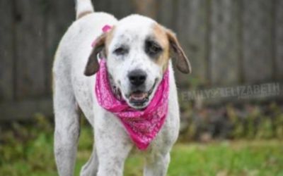 Because Subaru Loves Pets, Spot Was Saved