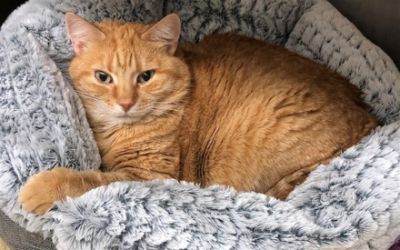 Community Partnerships Help Support Under...Cats