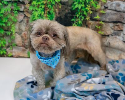 Subaru of Kennesaw support helps Mostly Mutts rescues find forever homes