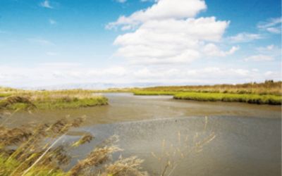 Wetland Restoration in the Bay Area 