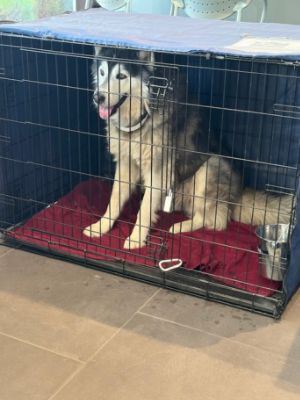 Helping Dogs Find Their Way Home