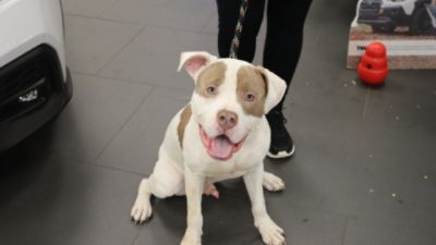 A Subaru Love Promise Moment: Finding Forever Homes