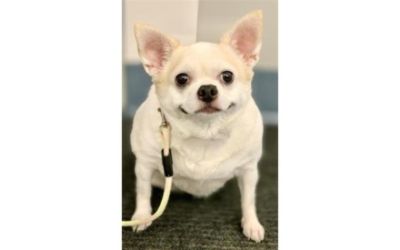 Subaru Loves Pets 2021 & Placer SPCA